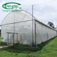 Good Price Multi-Span PE/Po Plastic Film Agricultural Greenhouse with Hydroponics System for Tomato/