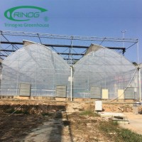 Agricultural Multi-Span advanced hydroponics Film Greenhouse for sale