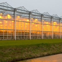 Agricultural Glass Greenhouse Hydroponics Tomato China Greenhouse Supplier for Agriculture Farm