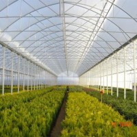 Large Tunnel Plastic Agricultural Greenhouse for Green Vegetables
