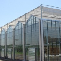 Easy Install Intelligent Multi Span Large Agricultural Glass Greenhouse with Hydroponic System for T