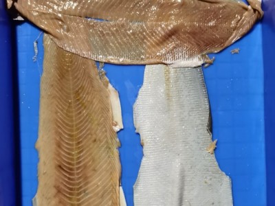 fish skinning machine / 2