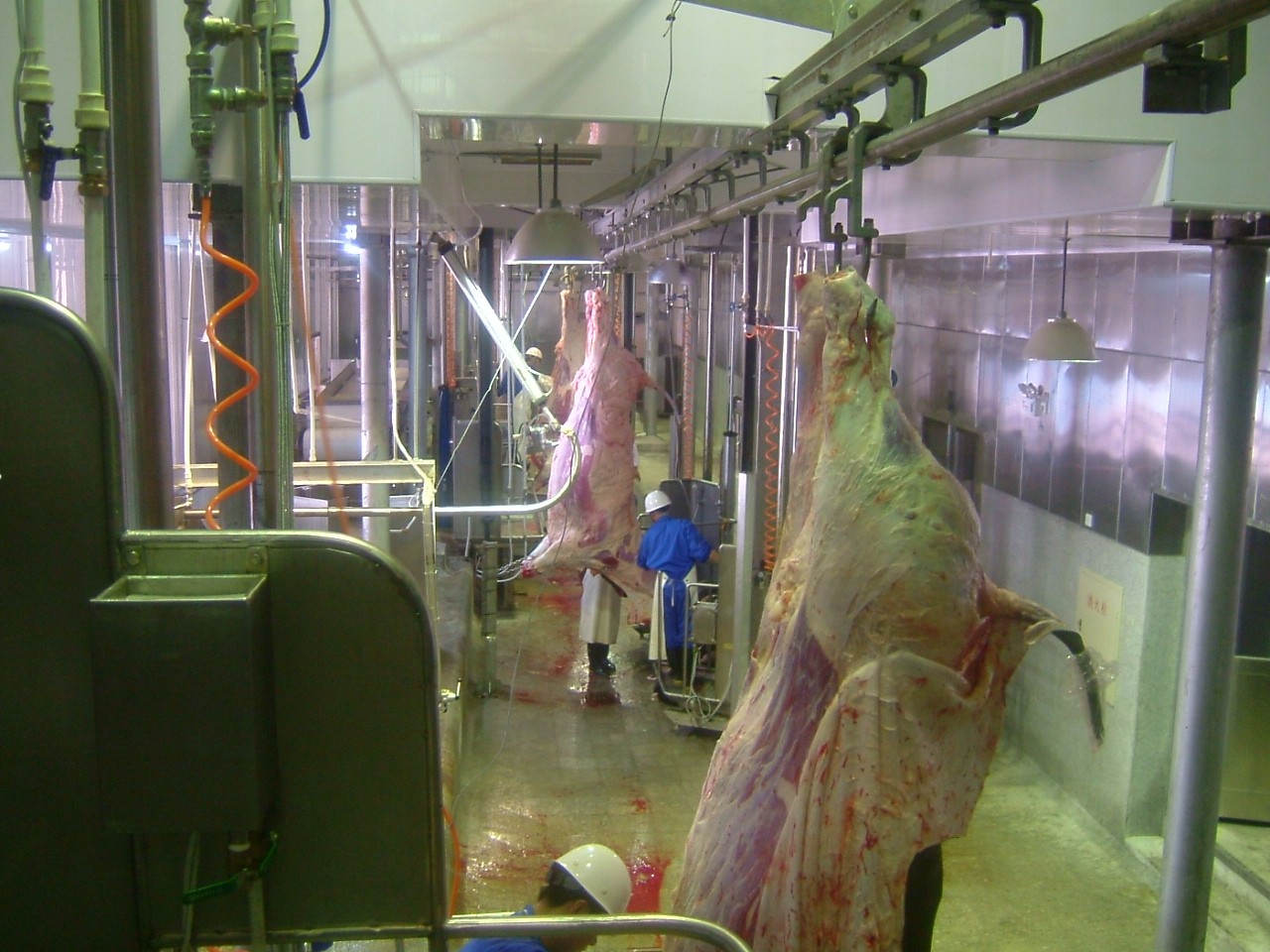 Halal Cow Slaughter machine / 3