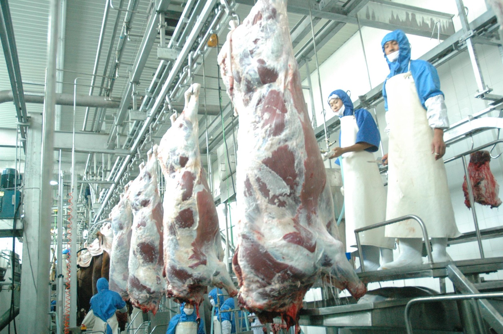 Halal Cow Slaughter machine / 2