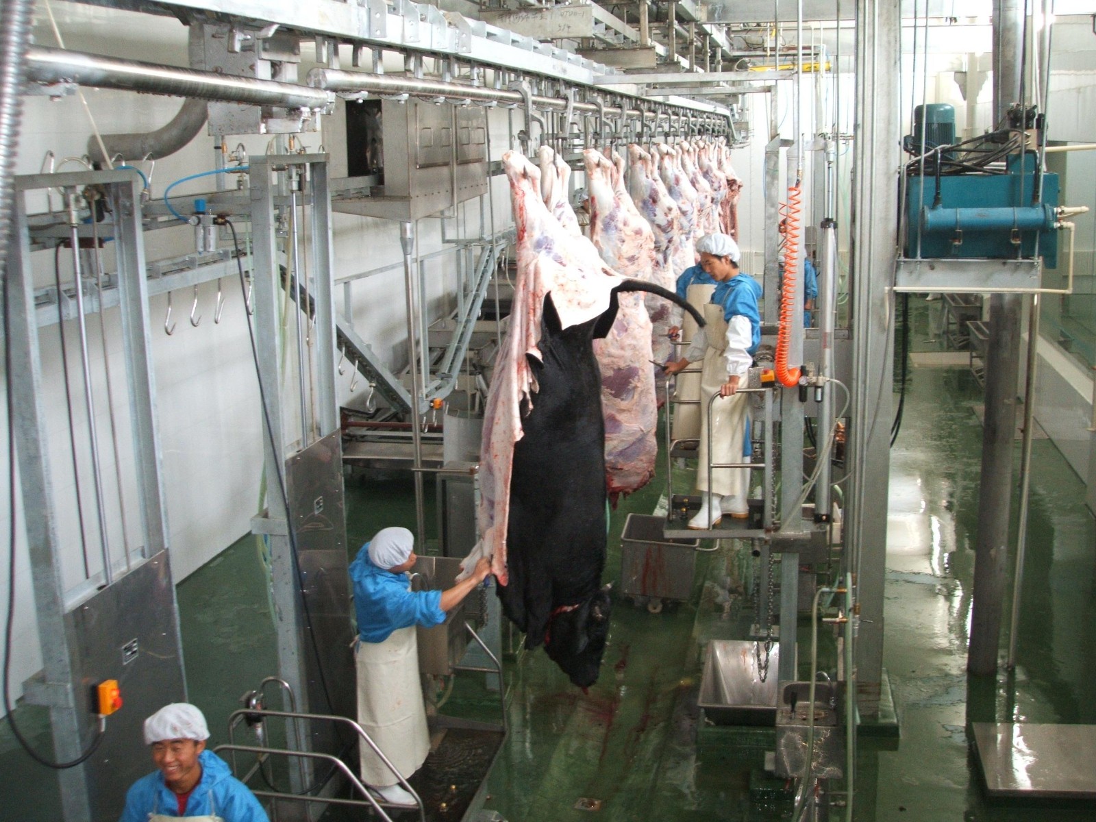 Bull Abattoir Machines