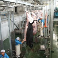 Bull Abattoir Machines