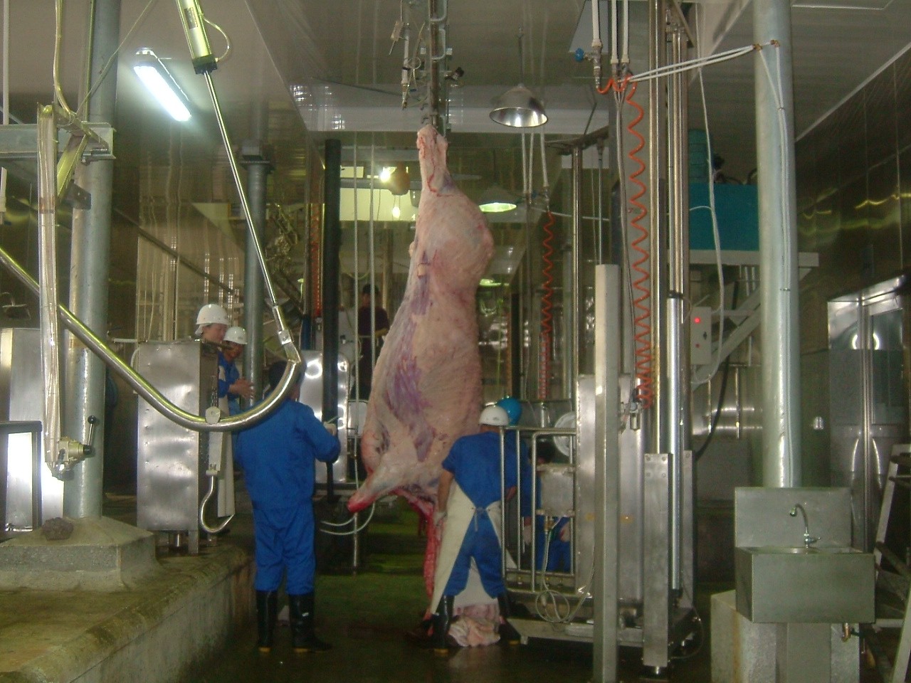 Cattle Slaughterhouse Machine / 3