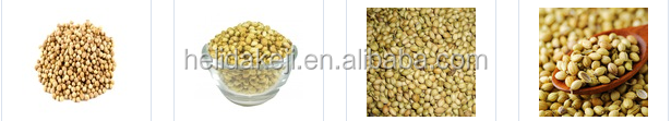 CORIANDER SEED.png