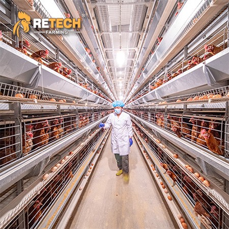 H Type Layer Chicken Cage / 3