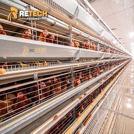 H Type Layer Chicken Cage / 5