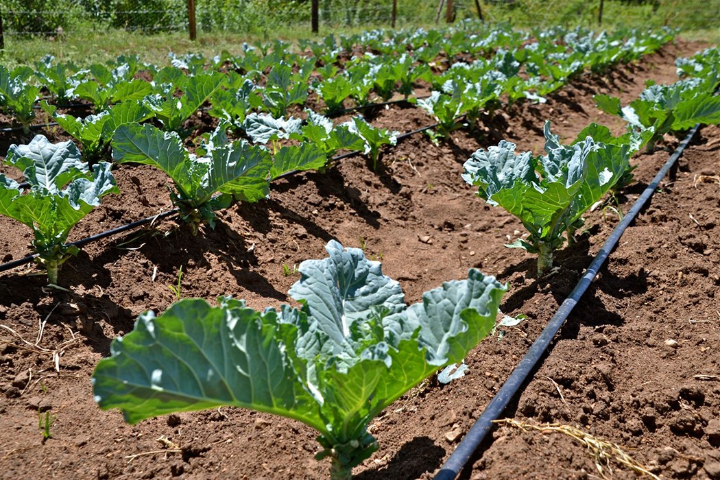 drip irrigation tape / 3