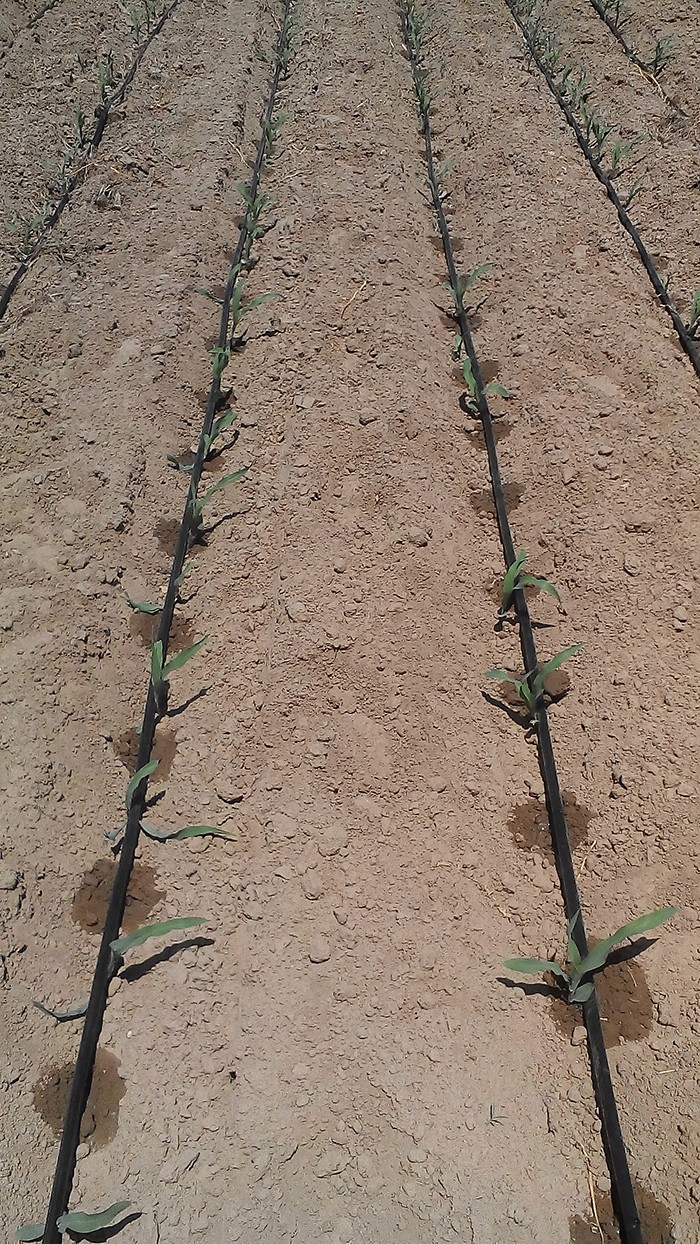 drip irrigation tape / 4