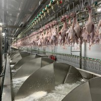 CHICKEN SLAUGHTER MACHINE LINE