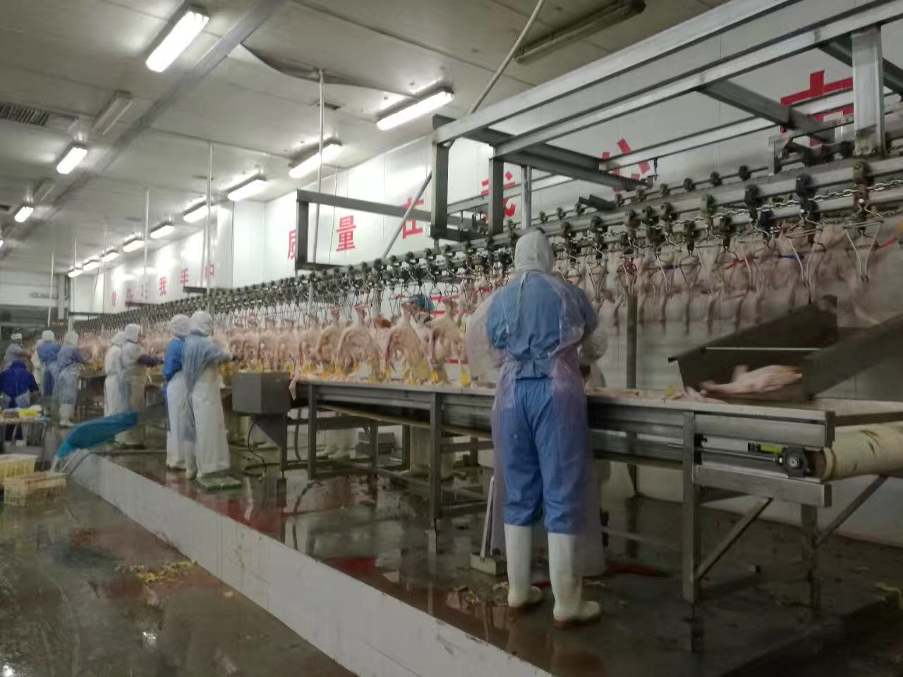 CHICKEN SLAUGHTER MACHINE LINE / 2