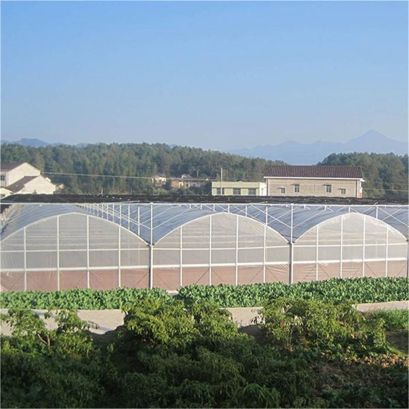 Multi span  greenhouse / 4