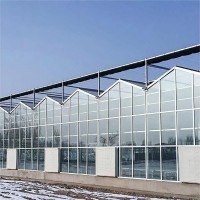 Multi span venlo type greenhouse