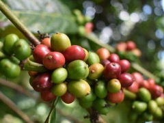 Coffee continues to create miracles for Uganda's trade balance