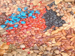 The Tanzanian government will increase seed production to support farmers