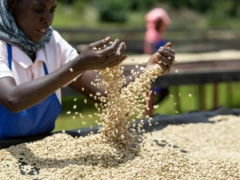 Coffee industry strengthens land regulation to comply with EU's new deforestation regulations