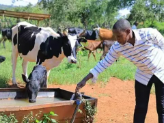 Twenty thousand dairy farmers in southwestern Uganda w
