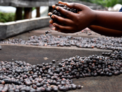 Uganda considers banning the export of raw coffee bean
